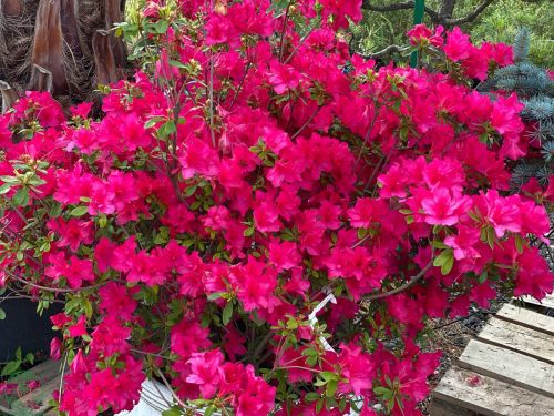 azalka-azalea-japonica-johanna
