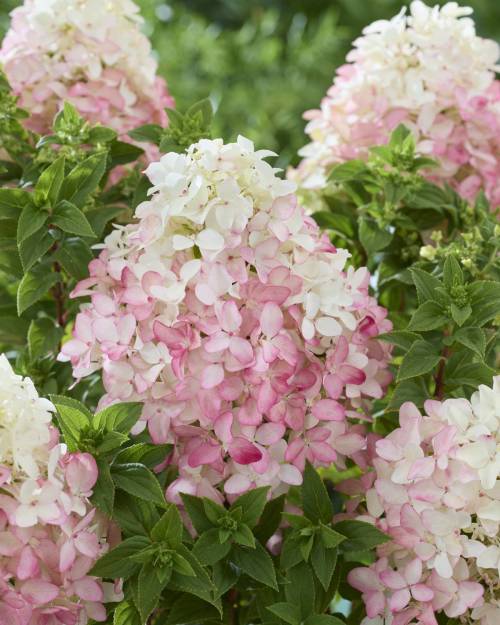 Hydrangea_GroundbreakerR_RubyTM_Flower_stage_2_original