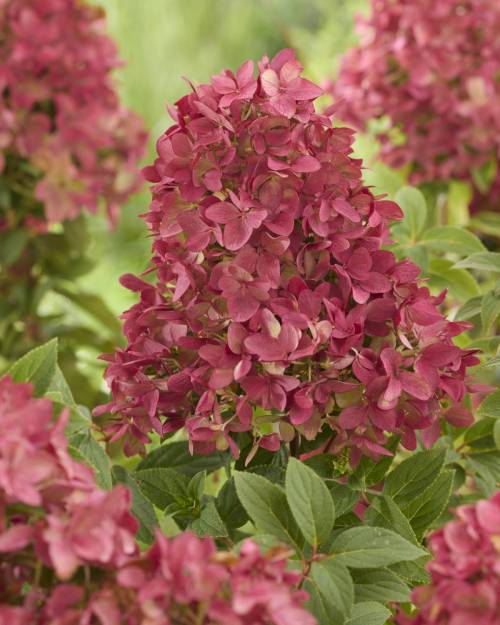 Hydrangea_GroundbreakerR_RubyTM_Flower_stage_3_original