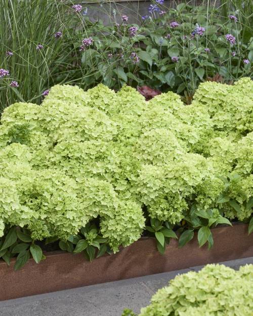 Greeny