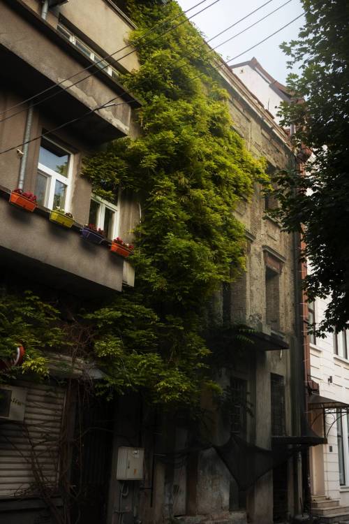 stvorica_2_original