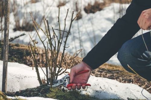 Čistenie záhrady od suchých a odumretých častí rastlín, ako prevencia proti šíreniu škodcov a chorôb