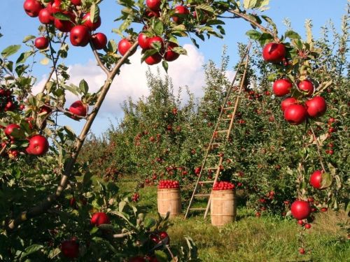 Zber dozretých jabĺk a príprava na uskladnenie.