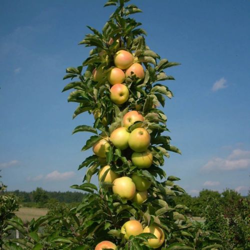 apple_tree