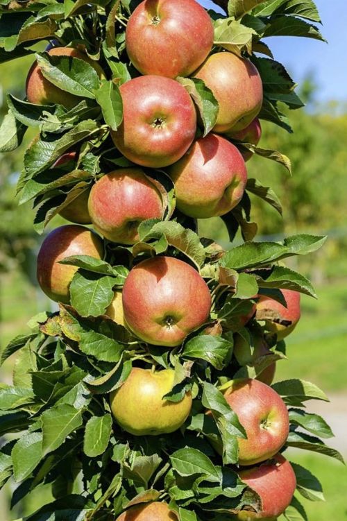 jablona