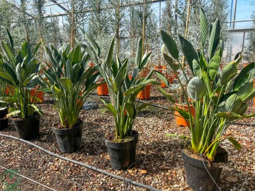 Strelitzia Reginae - strelícia kráľovská