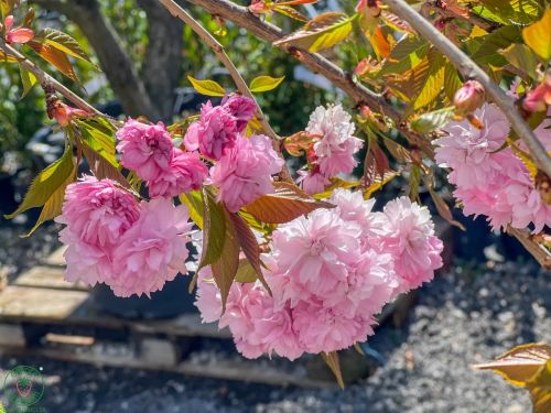 sakura a jej kvitnutie