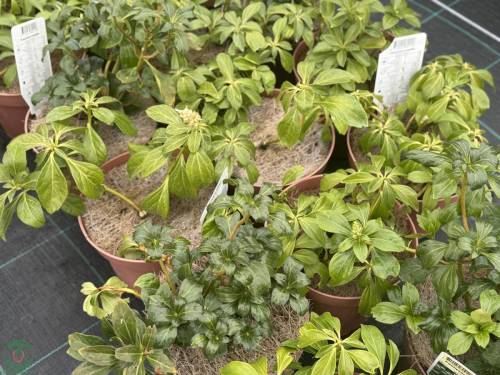 Pachysandra
