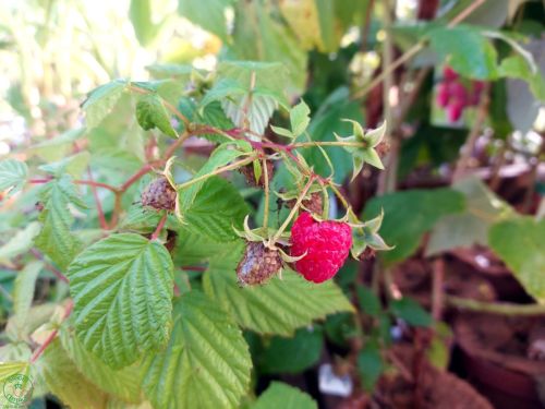 Malina (Rubus idaeus) ´DELNIWA´ veľkoplodá rodiaca 2x ročne ´DELNIWA´ veľkoplodá rodiaca 2x ročne