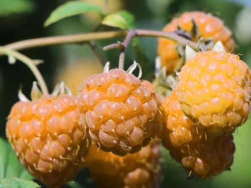 Malina žltá (Rubus idaeus) ´GOLDEN QUEEN´