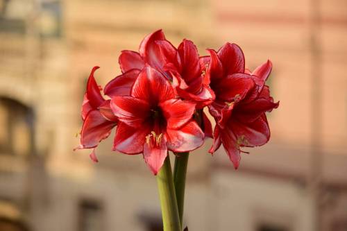 druha_stvorica_3_original
