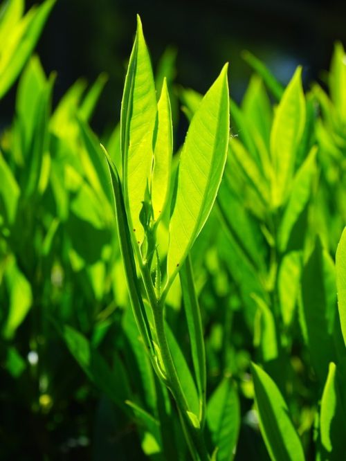bay-leaves-474737_1280