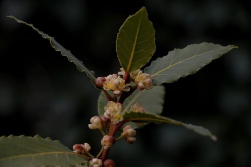 laurus-nobilis-5018469_1280