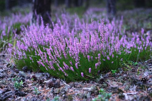 heather-5544455_1280