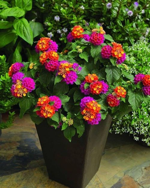 Lantana je populárna kvitnúca rastlina známa pre svoje farebné a atraktívne kvety. Tieto rastliny ma