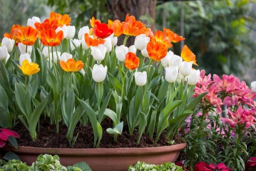 Ďalšie krásne cibuľoviny sú napríklad tulipány, jeho kvety sú nádherné a farebné. Okrem klasických č