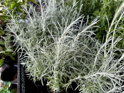 Kari, odborne nazývané Helichrysum italicum je vždyzelený ker s výrazne voňavými listami, ktoré sa p
