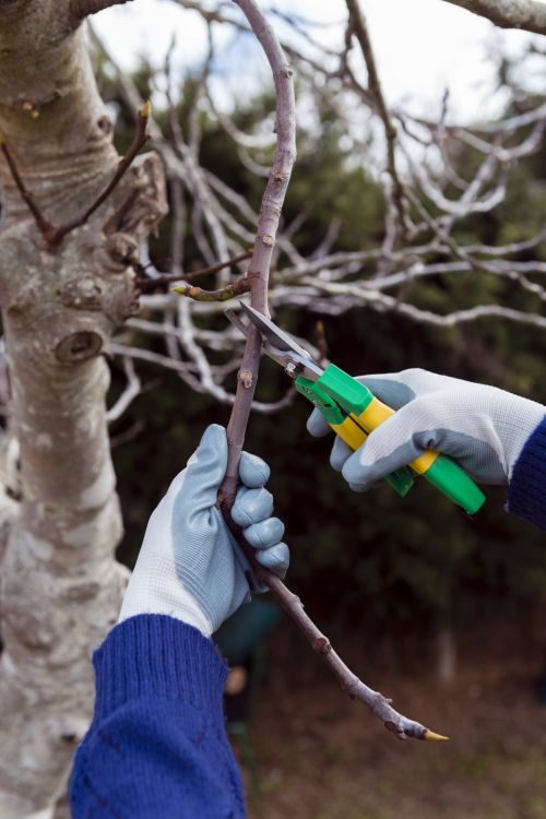 gardener-cutting-dried-branches