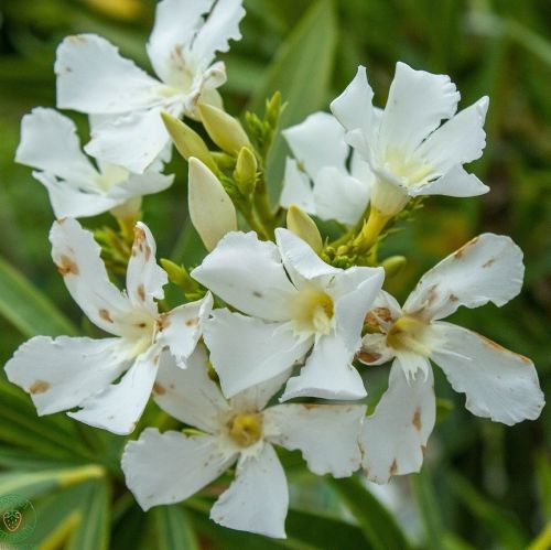oleander_3