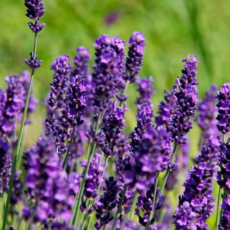 lavandula angustifolia
