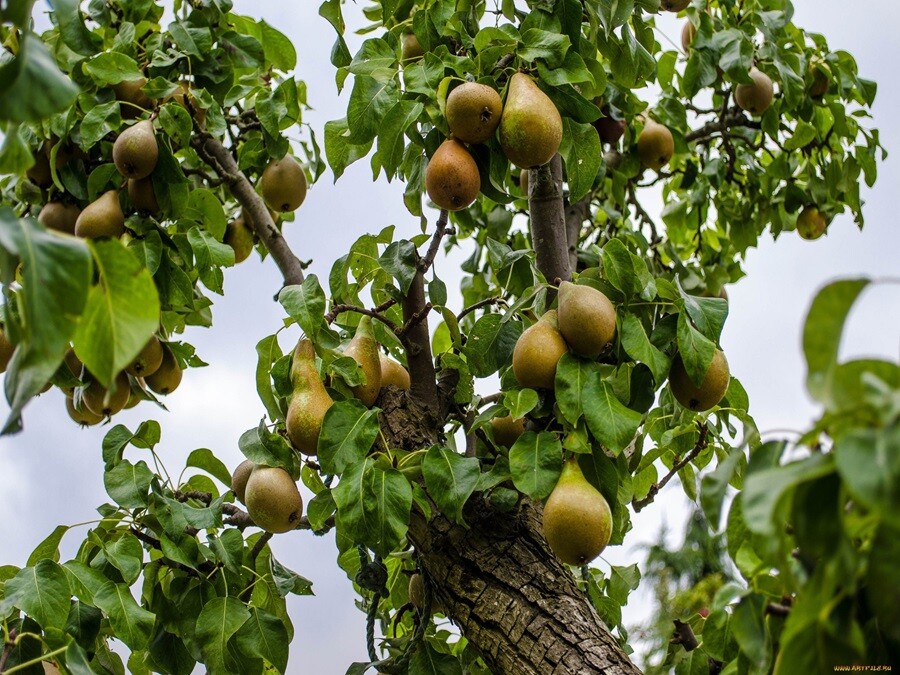 pear trees